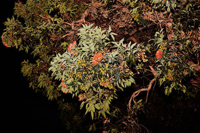 Plants growing at night