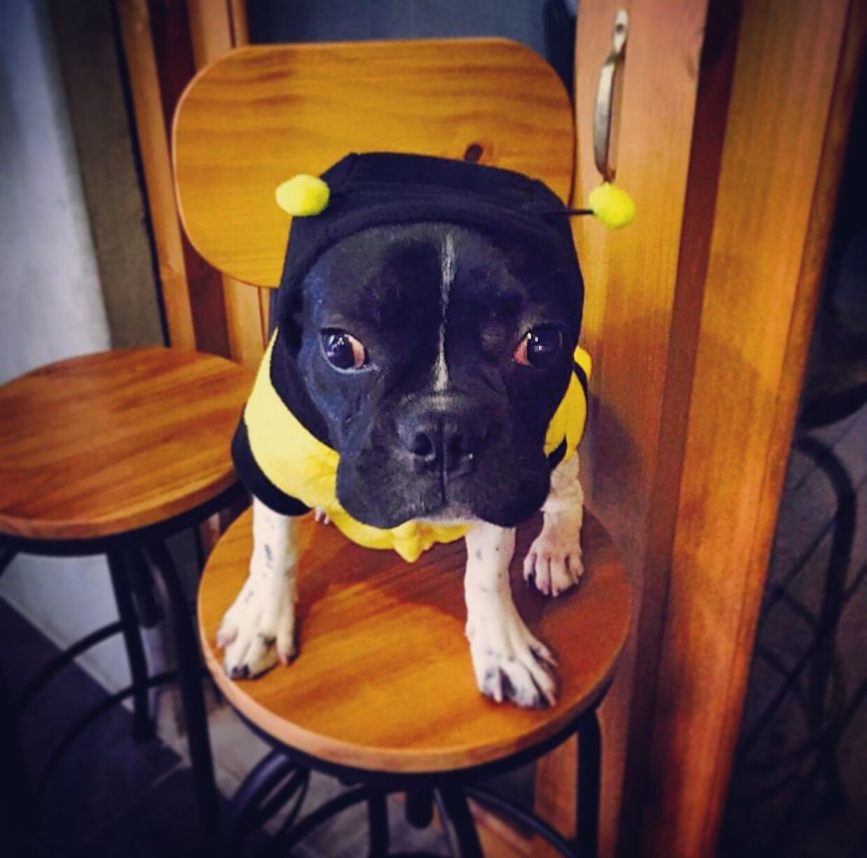 indoors, pets, animal themes, domestic animals, one animal, dog, mammal, portrait, looking at camera, home interior, table, close-up, home, animal head, no people, sitting, black color, sofa, chair, relaxation