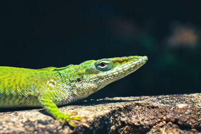 Close-up of lizard on rock anole