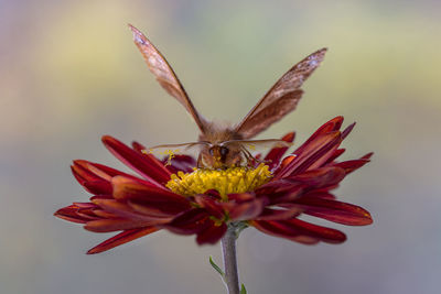 Close-up of butterfly pollinating on flower