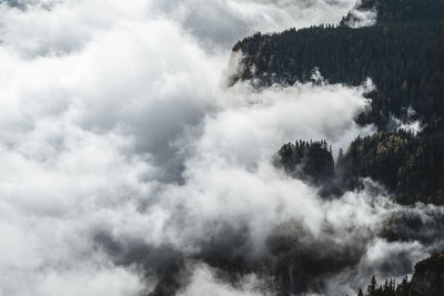 Aerial view of mist in forest