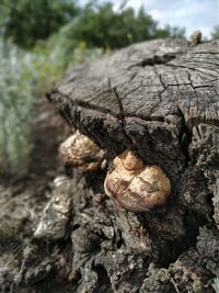 Close-up of shell on tree trunk