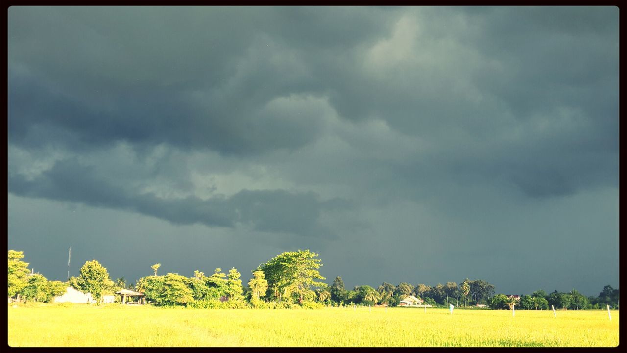 transfer print, sky, cloud - sky, field, auto post production filter, landscape, yellow, tranquil scene, cloudy, beauty in nature, tranquility, nature, agriculture, growth, scenics, cloud, rural scene, plant, flower, outdoors