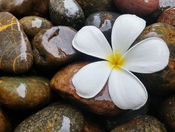 Close-up of flowers