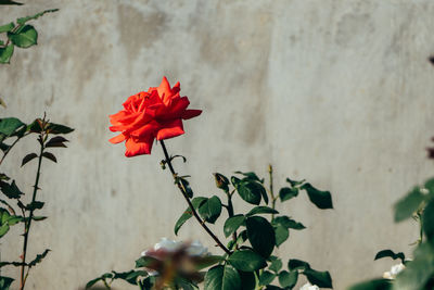 Close-up of red flowers