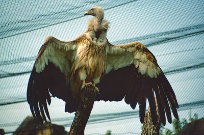 Eurasian black vulture