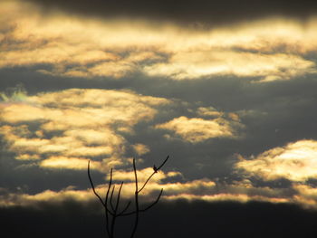 Plants against sky during sunset