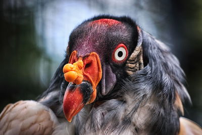 Close-up of duck