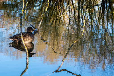 Bird in a lake