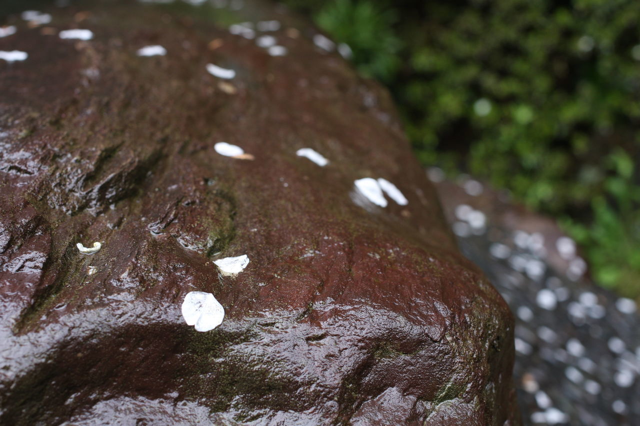 CLOSE-UP OF WET TREE TRUNK BY PLANTS