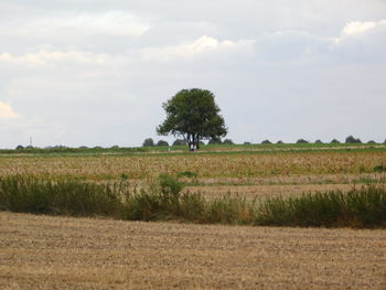 Scenic view of agricultural field against sky