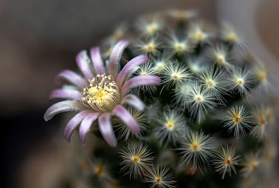 Close-up of plant