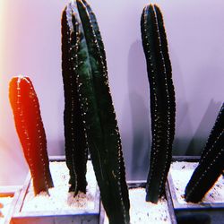 Close-up of cactus against sky