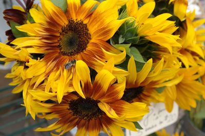 Close-up of yellow flower
