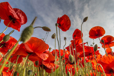 Close-up of poppies blooming on field against sky