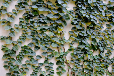 Leaves onthe wall of a white building 