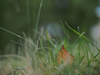 Close-up of fallen dry leaf on grass