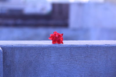 Close-up of red flower against wall