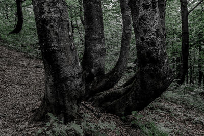 Tree trunk in forest