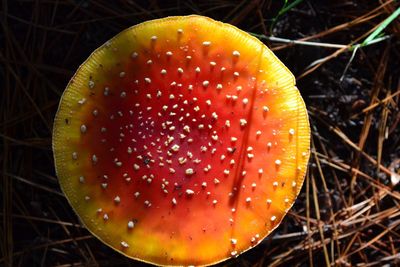 Close up view of leaf