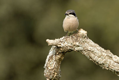 Close-up of bird perching on branch