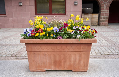 Potted plants on footpath