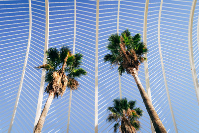 Low angle view of palm trees