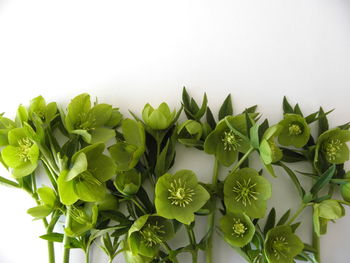 Close-up of plants against white background