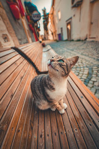 Cat lying on wooden floor