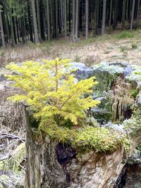 Close-up of moss growing on tree trunk in forest