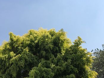 Low angle view of trees against clear blue sky