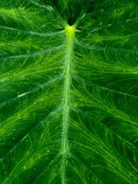 Full frame shot of an elephant ear leaf.