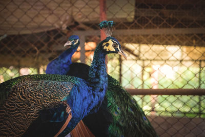 Close-up of peacock in cage at zoo