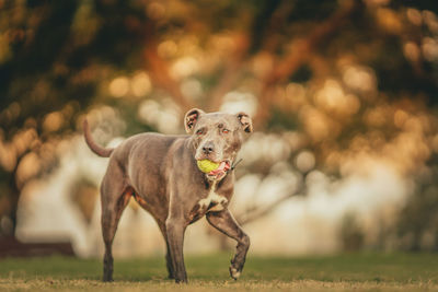 Portrait of dog running on field