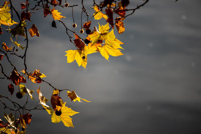 Close-up of yellow leaves against blurred background