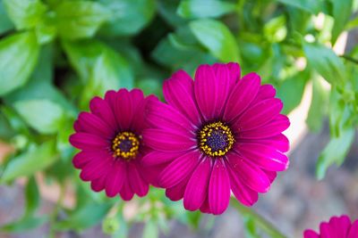 Close-up of pink flowering plants
