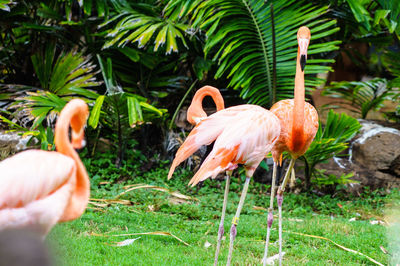 View of bird on land