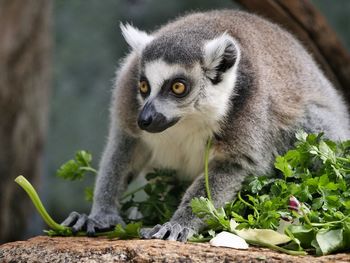 Close-up of lemur looking away on rock