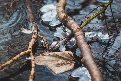 Close-up of dry leaves on branch