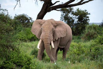 An elephant in the savannah of a national park