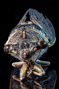 Close-up of an insect over black background