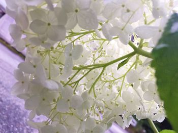 Close-up of white flowers blooming outdoors