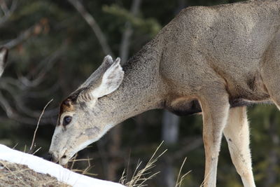 Close-up of deer on field