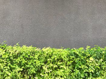 High angle view of plants growing on wall