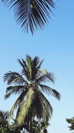 Low angle view of palm tree against blue sky