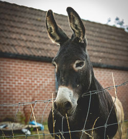 Close-up of horse in stable