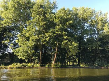 Scenic view of lake in forest