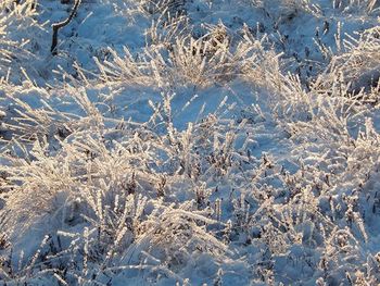 Snow covered trees