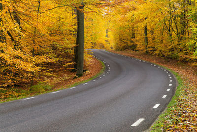 Road amidst trees in forest during autumn