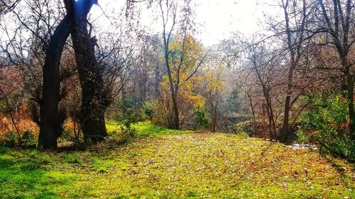 Trees in forest during autumn